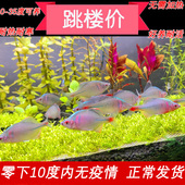 观赏鱼冷水除藻鳑鲏鱼七彩原生淡水鱼高体旁皮鱼活体好养小型群游