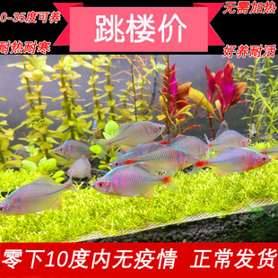 观赏鱼冷水除藻鳑鲏鱼七彩原生淡水鱼高体旁皮鱼活体好养小型群游
