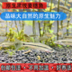 小型冷水观赏鱼好养耐活黑线麦穗鱼淡水活体除藻工具鱼原生鱼热带