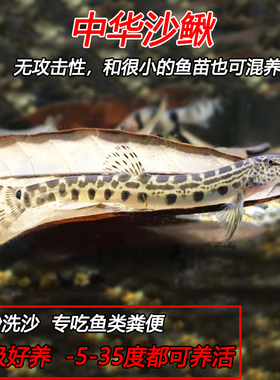 中华花鳅 淡水观赏鱼 原生鱼冷水清道夫翻砂工具鱼清理鱼便洗沙鱼