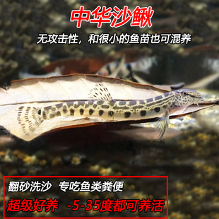 中华花鳅 淡水观赏鱼 原生鱼冷水清道夫翻砂工具鱼清理鱼便洗沙鱼