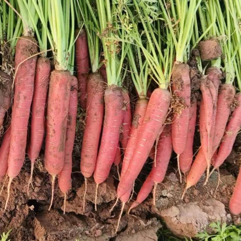 甘肃沙地水果胡萝卜新鲜带泥