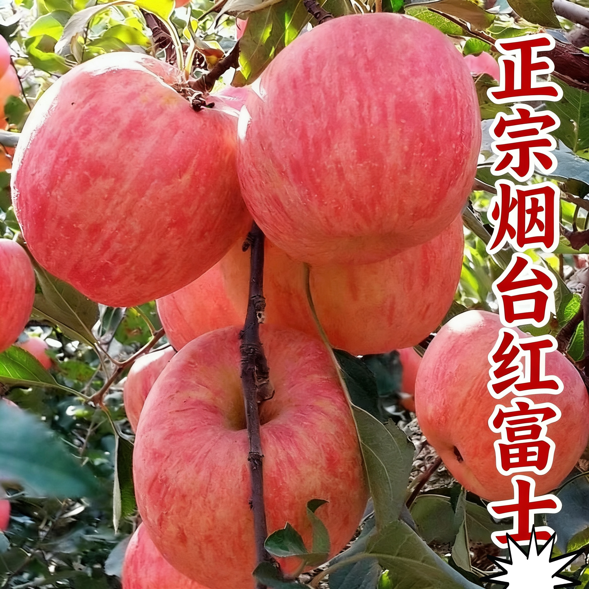 正宗山东烟台红富士苹果生鲜水果新鲜应季脆甜礼盒整箱包邮