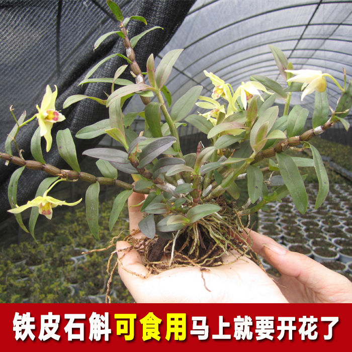 可以吃的铁皮石斛兰石斛盆栽