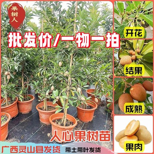 四季软枝人心果苗果大甜度高好种