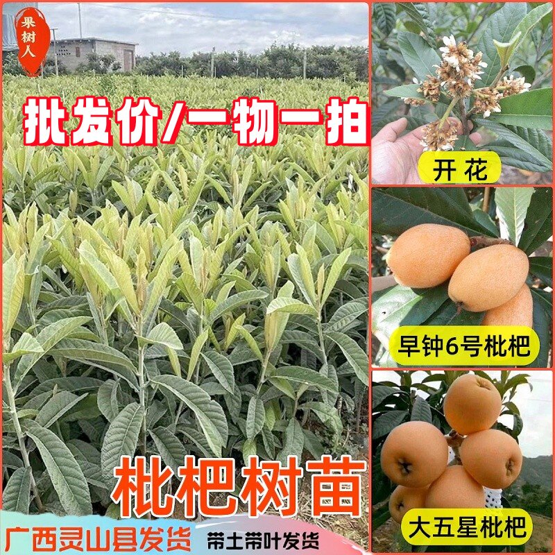 大五星枇杷嫁接果树苗南北方种植