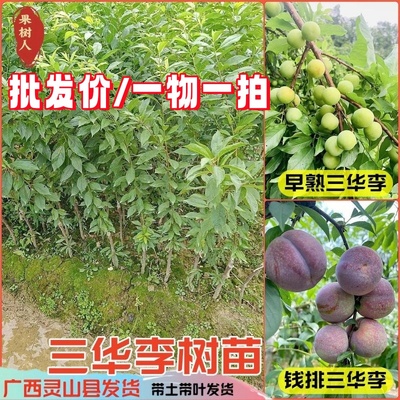 银妃三华李树苗正品真苗带土带叶