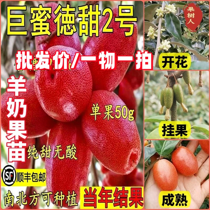 羊奶果树苗盆栽地栽全国四季可种