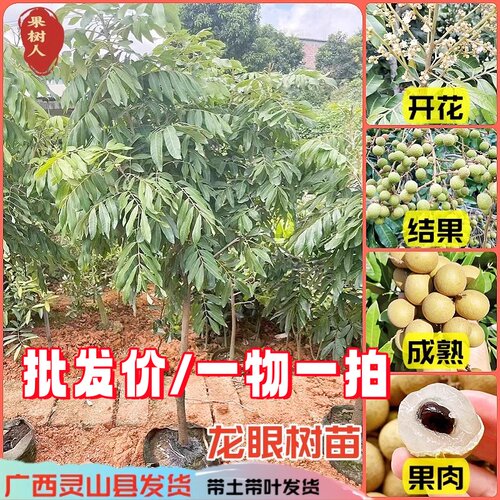 广西龙眼嫁接果树苗庭院南方种植