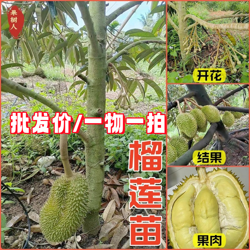 广西榴莲嫁接果树苗南方四季种植