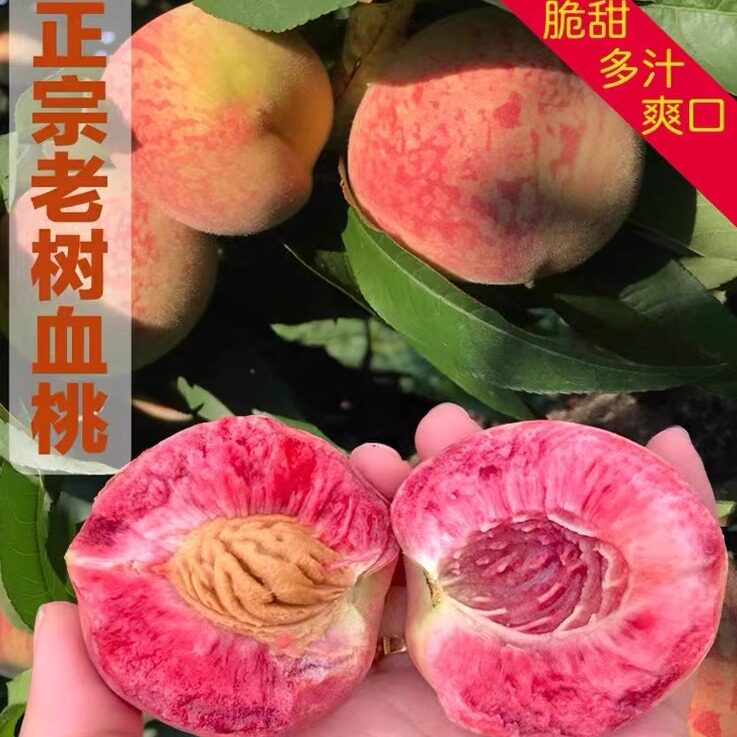 正宗血桃子新鲜水果老树红心脱离核狗血桃脆甜现摘露天脱骨桃宜昌