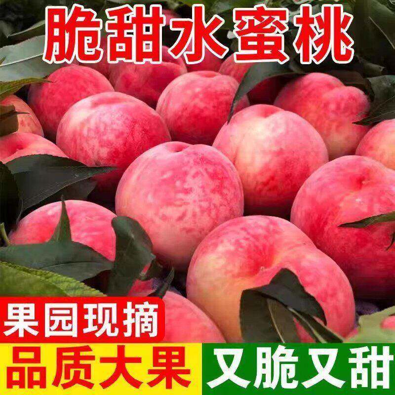 现摘现发水蜜桃新鲜桃子10斤当季时令孕妇水果大果脆毛桃整箱包邮