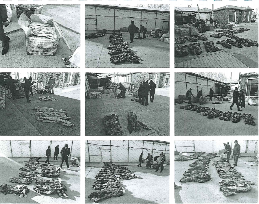 3月27日大庆市蓝狐狸皮、银狐皮、貉子皮网络拍卖公告