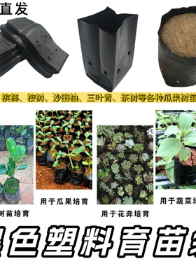 三叶青桉树育苗袋育苗袋槟榔营养袋黑色塑料加厚种植袋树苗营养袋
