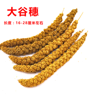 天然谷穗 鹦鹉营养粮食遛鸟 玩鸟玩具1条(1根)