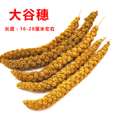 天然谷穗鹦鹉营养粮食遛鸟玩1根