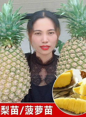 台湾凤梨苗大果金钻凤梨苗阳台庭院盆栽地菠萝果树苗南方当年结果