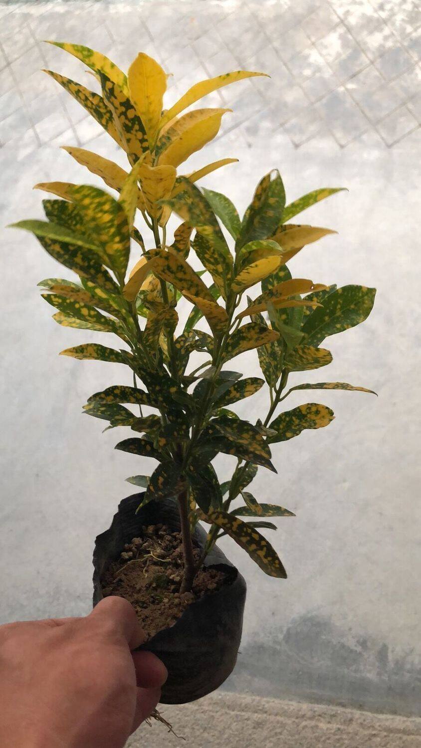 【黄金树】室内盆栽 黄金万两盆栽绿植招财树四季常青客厅绿植