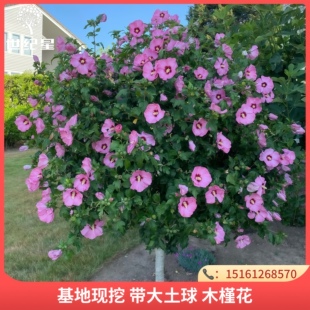 木槿花树苗扶桑花庭院园林风景大树棒棒糖绿化苗木可食用花卉丛生