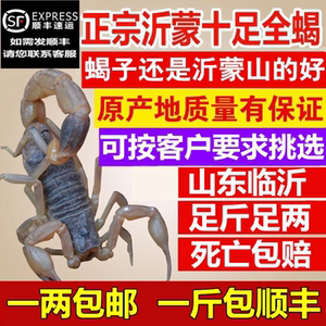 沂蒙山十足全蝎活体野性蝎子入药