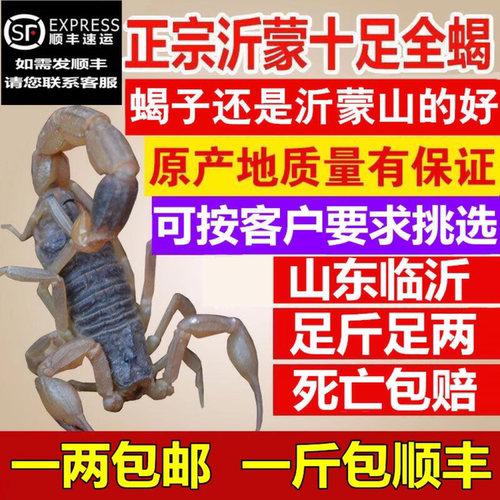 沂蒙山十足全蝎活体野性蝎子入药