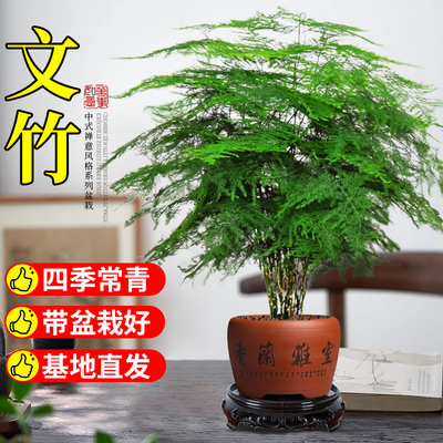 大文竹盆栽绿植花卉盆景植物室内