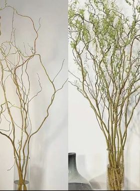 特价龙柳质量好价格优势水培植物金黄枝条寓意美好卉室内干支雪柳