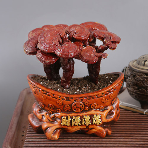 活灵芝盆栽植物摆件真灵芝树可食用办公桌面林芝礼品中式招财盆景
