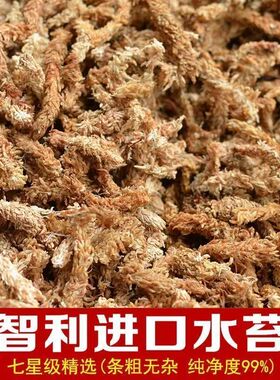 智利进口水苔土毛毛虫水苔蝴蝶兰营养土懒人盆绿色吸水盆