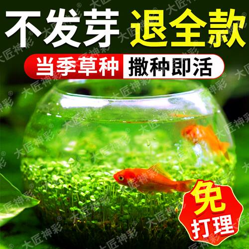 鱼缸水草种子生态玻璃瓶造景套餐植物种籽孑水培阴性真草盆栽装饰