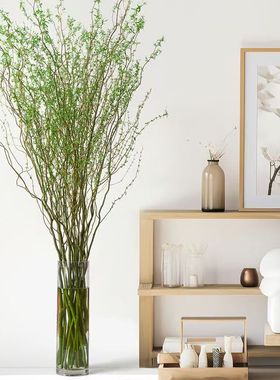 特价龙柳质量好价格优势水培植物金黄枝条寓意美好卉室内干支雪柳