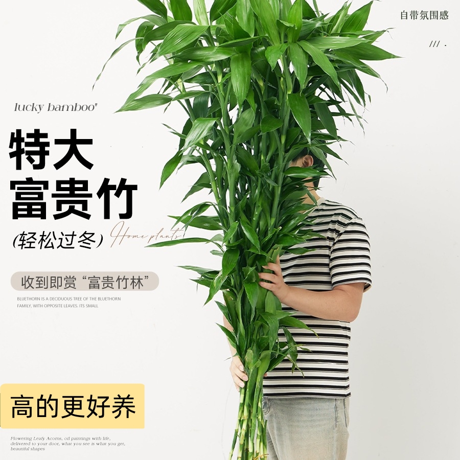 1米高粗枝云南富贵竹水培植物盆栽绿植花卉室内花客厅招财水养