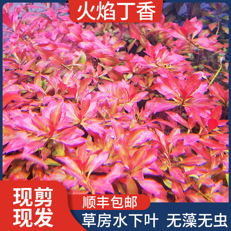 火焰丁香自养水下叶荷兰景套餐阴性无碳新手好养活体水草植物造景