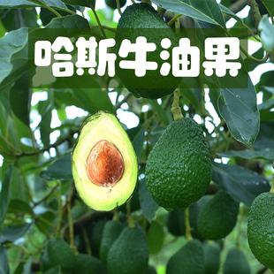 国产哈斯牛油果云南普洱孟连山地种植老树生态水果口感细腻自然熟