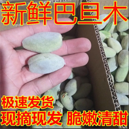 新鲜采摘巴旦木1-9带皮孕妇青皮斤当季发货新鲜巴旦木青皮核桃