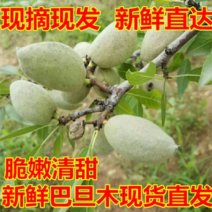 新鲜巴旦木青皮核桃湿巴达木现摘现发新鲜大杏仁原味青皮核桃