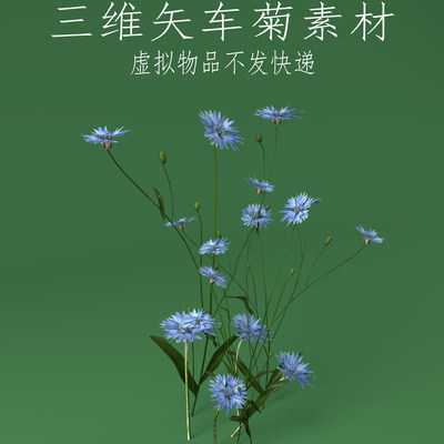 三维C4D矢车菊素材3ds蓝芙蓉fbx翠兰obj荔枝菊花朵场景