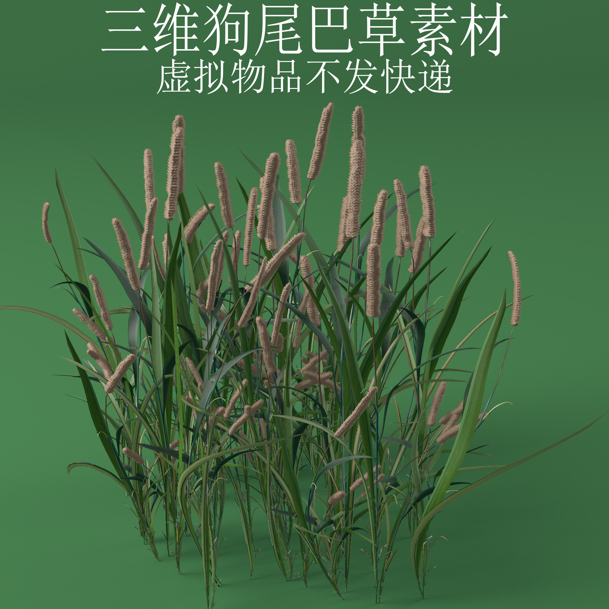三维C4D狗尾巴草3ds阿罗汉草fbx杂草稗子草obj狗尾草