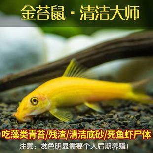 包邮 清道夫鱼金苔鼠鱼老鼠鱼鱼缸清洁工具清洁三剑客吃青苔除藻