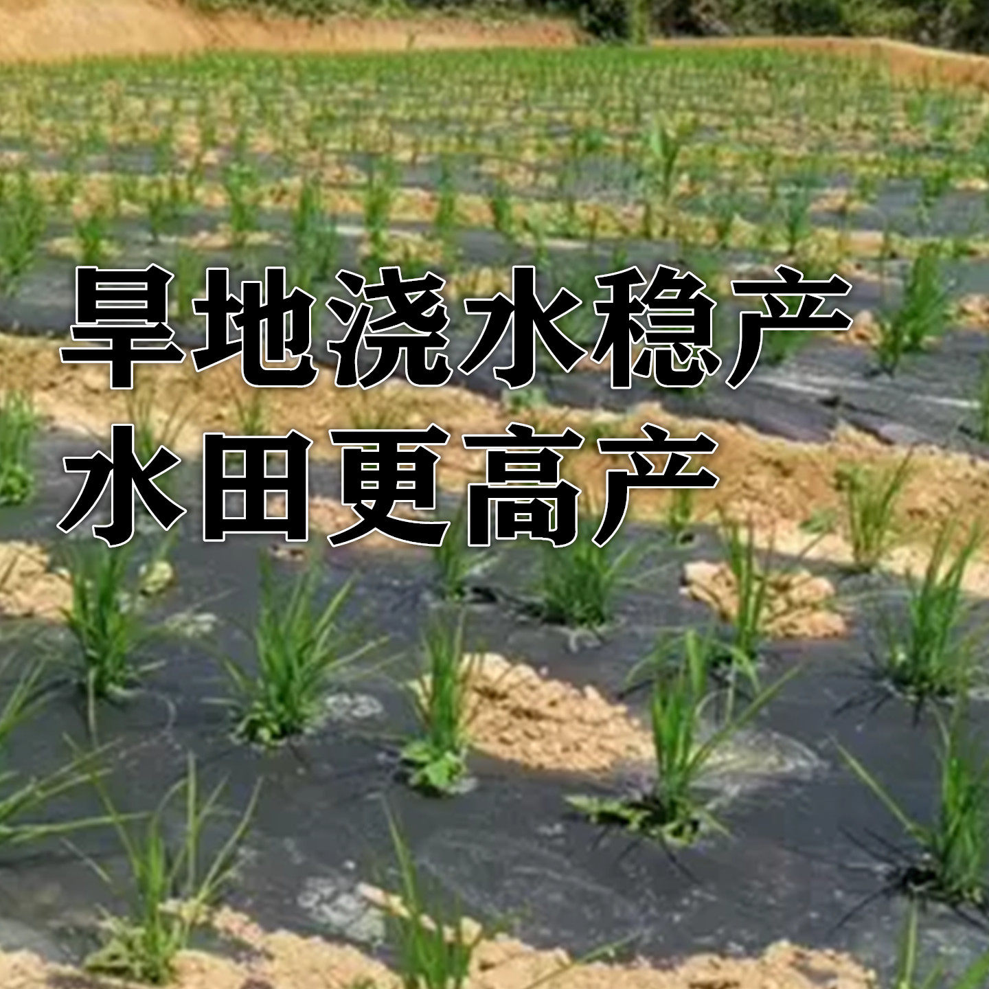 长粒香旱稻种子旱优节水抗旱稻