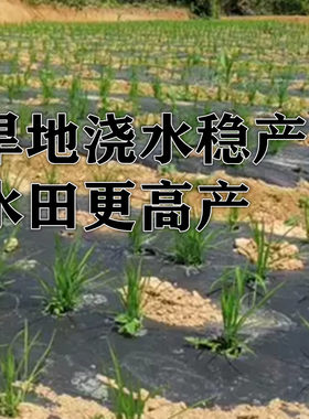 长粒香旱稻种子旱优节水抗旱稻