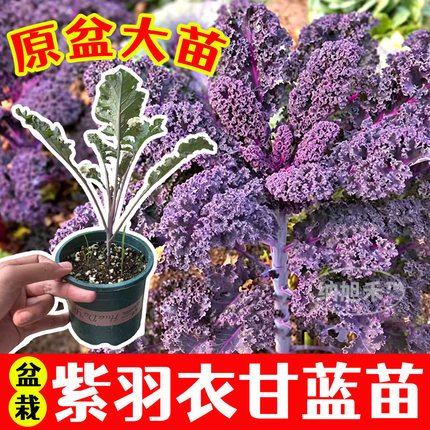 寿光盆栽耐寒紫羽衣甘蓝苗秧绿粉羽衣甘蓝苗四季盆栽观赏食用易种