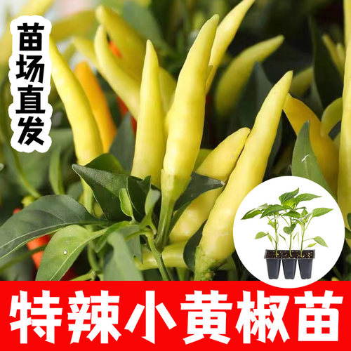 玉脂小米椒苗辣椒苗四季阳台盆栽庭院种植辣椒秧苗蔬菜苗辣椒种苗