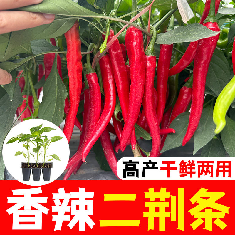 二荆条辣椒苗超长线椒苗秧早熟超辣高产辣椒种子籽孑南方阳台盆栽