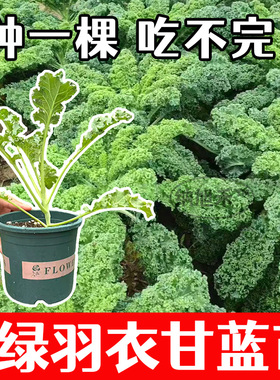盆栽羽衣甘蓝种苗绿色羽衣甘蓝紫色羽衣秧苗粉羽白羽阳台庭院种植
