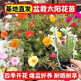 太阳花单瓣苗枝条盆栽混色大花带根带花苞室内花卉绿植好活易养
