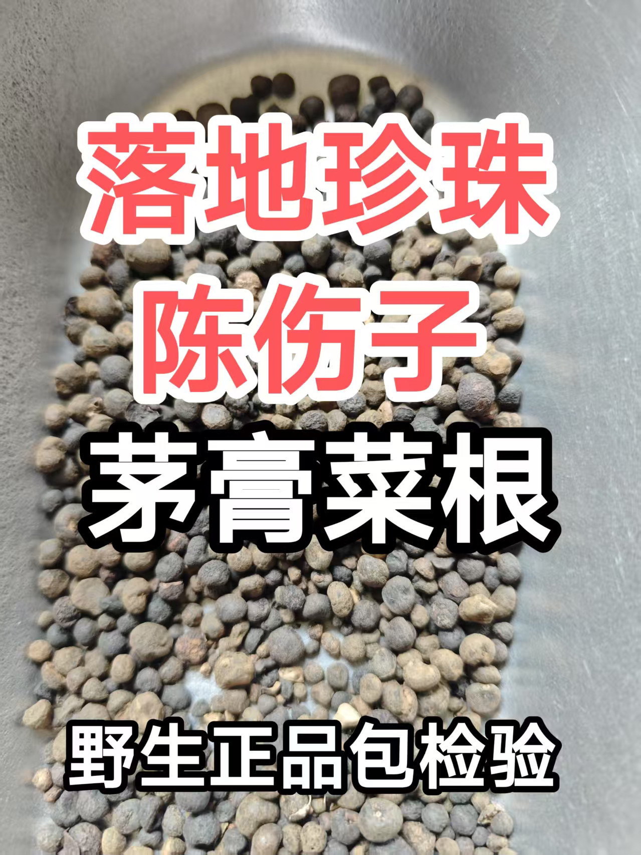 《正品包检验》落地珍珠一粒金丹