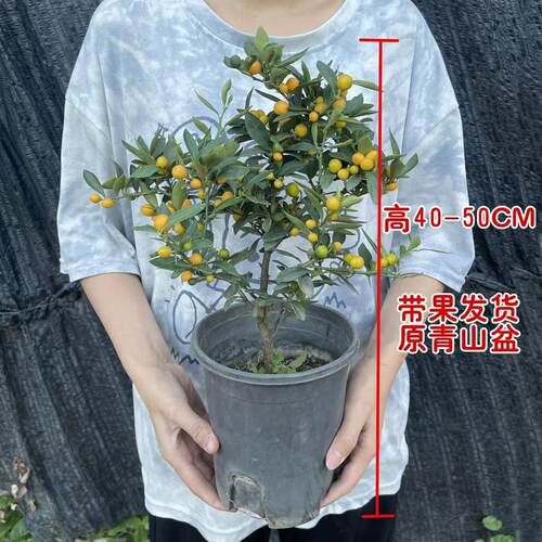 年宵金豆树盆栽带果四季常青