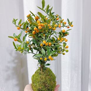 年宵金豆树盆栽带盆室内客厅绿植小盆栽散射光时令草本花卉