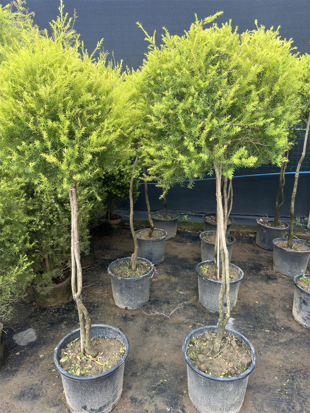 黄金香柳大植物千层金树带香味庭院阳台花园别墅地栽盆栽观叶绿植